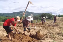 Săn đặc sản “ông ăn bà vui” mập nung núc, vàng óng