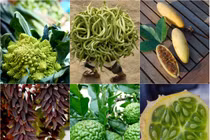 Kỳ thú 6 loại quả mang dáng vẻ ngoài hành tinh