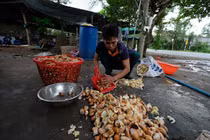 Hạt sầu riêng giá cao hơn quả, nghi thương lái giở trò