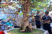 Nườm nượp người đến ngắm cụ mai 130 tuổi, rao bán hơn nửa tỷ