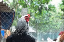 Dân chơi săn lùng hàng hiếm gà khổng lồ giá 35 triệu đồng/cặp