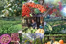 Thức đến 2h sáng soi đèn để vợ chăm vườn rau "gì cũng có"