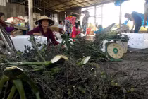 Bí ẩn gì khi thương lái miền Tây lùng sục cau non?