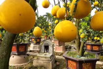 Làm cây Tết 2019 trong vườn "cổ mộ", lão nông bất ngờ kiếm tiền tỷ