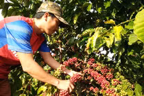 Vụ ly hôn của ông Đặng Lê Nguyên Vũ: Lại lo giá cà phê giảm