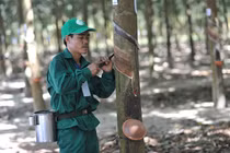 Không bán cổ phần Tập đoàn Cao su VN cho NĐT ngoại