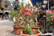 Tràn ngập đào Trung Quốc "đội lốt" đào Thất Thốn, nhập rẻ bán đắt