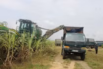 Người trồng mía Khánh Hoà thoát “thế bí” nhờ máy thu hoạch 9 tỷ 