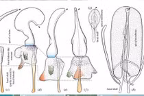 Thế giới hang động kỳ lạ nơi nữ giới có… “cậu nhỏ“