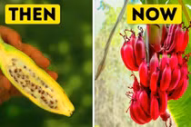 Bất ngờ hình ảnh xưa và nay của các loại hoa quả quen thuộc 