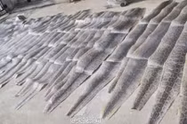 Loạt da trăn siêu đắt đỏ vừa bị tịch thu