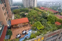 Trồng cả vườn cây xanh trên tầng thượng chung cư gây sốc