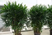 Kì lạ 5 loại cây cảnh phong thủy có khả năng chống ung thư 
