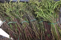 Xem thu hoạch loại rau đắt nhất thế giới