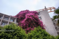 Ngắm những ngôi nhà có giàn hoa rủ đẹp mê ly