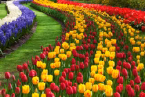 Bội thu với những vườn hoa tulip bắt mắt