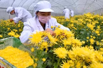 Xem dân Trung Quốc thu hoạch hoa cúc làm thảo dược