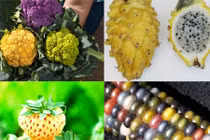 Phát sốt các loại rau quả độc “đẻ” ra tiền
