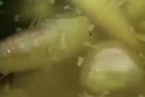 Hãi hùng ngâm măng bằng hóa chất có thể phá hủy nội tạng