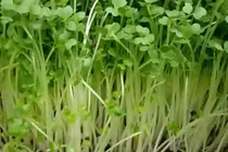 Những lợi ích của rau mầm đối với sức khỏe con người