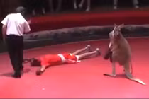 Kangaroo ra đòn hạ gục võ sĩ và trọng tài trên sàn đấu