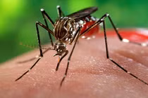 Những điều cần biết về virus Zika cực nguy hiểm
