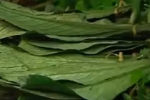 Công dụng chữa bệnh bất ngờ từ lá xương sông