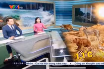 BTV Hữu Bằng đi chân đất khi dẫn chương trình thời sự VTV