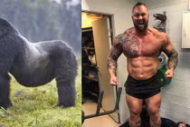Người khỏe nhất thế giới có đánh thắng được khỉ đột gorilla?