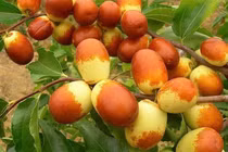 Loại quả giòn ngọt, “đại bổ”, giúp dưỡng gan, tốt cho tim mạch