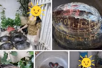 Xôn xao hình ảnh mai rùa phóng sinh khắc tên gia đình Thủy Tiên?