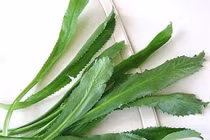 Tác dụng chữa bệnh của rau mùi tàu