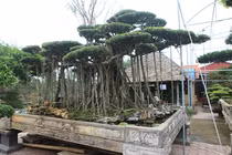 Cây sanh cổ rễ đan như phím đàn, chủ nhân hét giá 10 tỷ