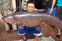Xuất hiện cá trắm “khủng”, nặng hơn 24 kg