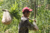Cha con “người rừng” đi trồng rừng
