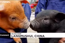 Video: Lễ hội đua lợn mừng năm mới