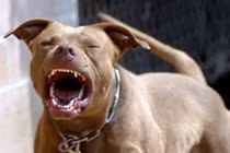 Clip hàng chục người lăn xả cứu em bé bị chó pitbull cắn