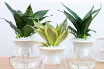 3 loài cây mang dòng dõi Đế vương, đặt trong nhà sẽ thay đổi vận khí