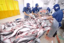 Mất cơ hội xuất khẩu 100 tấn mỡ cá chỉ vì... thủ tục
