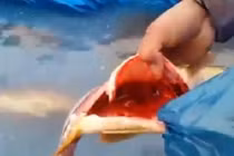 Video cá bị mổ bụng vẫn bơi tung tăng
