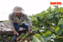 Thu tiền tỷ từ thân cây lục bình