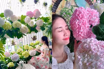 Gieo mầm cẩm tú cầu ở ban công, cô nàng nhận kết quả khó tin