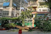 Vì sao cây phượng đổ đè học sinh ở TP.HCM trồng ở bồn rất nhỏ và không thấy rễ lớn?