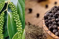 Giá tiêu hôm nay 10/7: Đồng loạt tăng, chạm mốc 70.500 đồng/kg
