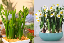 Giật mình 4 loại cây nên bỏ ngay trước Tết kẻo hại cả nhà