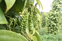 Giá tiêu hôm nay: Cao nhất 70.000 đồng/kg, chấm dứt chuỗi ngày giảm