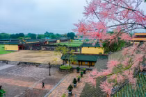 “Vương giả chi hoa” khoe sắc trong Đại Nội Huế