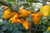 Ngượng chín mặt cây có quả hình núm vú ở Việt Nam kịch độc