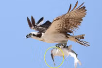 Khoảnh khắc ưng biển săn giết trúng quả "mua 1 tặng 1"