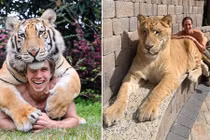 Gặp Tarzan đời thực "cặp kè" với "quái vật" lai 400kg